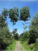 compressed_IMG_6563