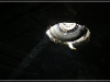BlackSheep_0095