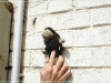 BlackSheep_0172
