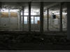 BlackSheep_0176