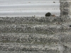 BlackSheep_0203