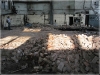 BlackSheep_0339