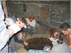 BlackSheep_0538