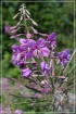 compressed_IMG_5142
