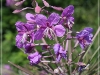 compressed_IMG_5142